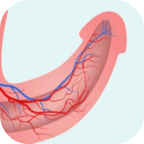 blood flow enhancer